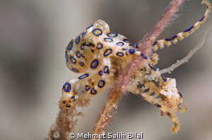 Blue ringed octopus in Raja Ampat. by Mehmet Salih Bilal 